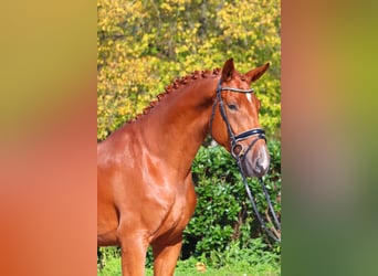 Hanoverian, Gelding, 4 years, 16,3 hh, Chestnut-Red