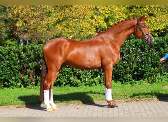 Hanoverian, Gelding, 4 years, 16,3 hh, Chestnut-Red