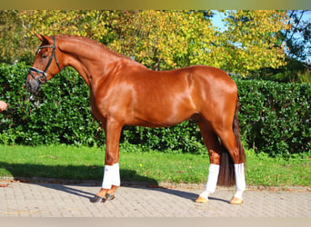 Hanoverian, Gelding, 4 years, 16,3 hh, Chestnut-Red