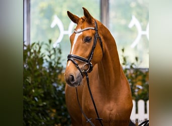 Hanoverian, Gelding, 4 years, 16,3 hh, Chestnut-Red