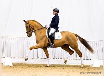 Hanoverian, Gelding, 4 years, 16,3 hh, Chestnut-Red