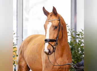 Hanoverian, Gelding, 4 years, 16,3 hh, Chestnut-Red