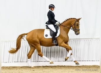 Hanoverian, Gelding, 4 years, 16,3 hh, Chestnut-Red