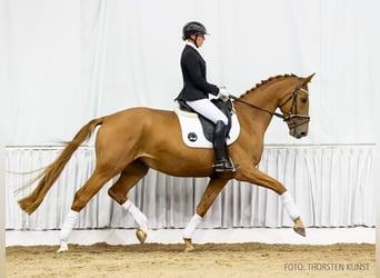 Hanoverian, Gelding, 4 years, 16,3 hh, Chestnut-Red