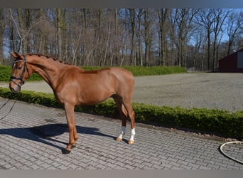 Hanoverian, Gelding, 4 years, 16.3 hh, Chestnut-Red