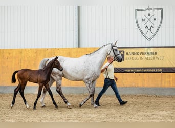 Hanoverian, Gelding, 4 years, 16.3 hh, Grey