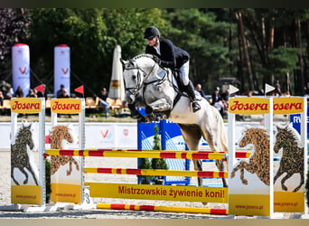 Hanoverian, Gelding, 4 years, 16.3 hh, Grey