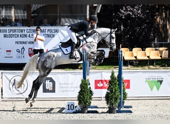 Hanoverian, Gelding, 4 years, 16.3 hh, Grey