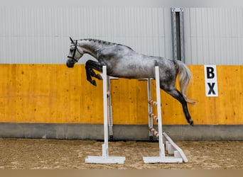 Hanoverian, Gelding, 4 years, 16.3 hh, Grey