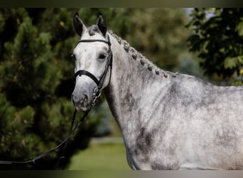 Hanoverian, Gelding, 4 years, 16.3 hh, Grey