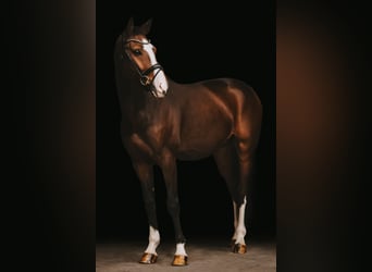 Hanoverian, Gelding, 4 years, 16 hh, Bay-Dark