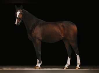 Hanoverian, Gelding, 4 years, 16 hh, Bay-Dark