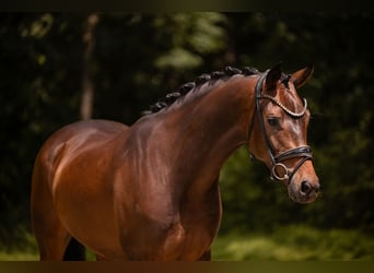 Hanoverian, Gelding, 4 years, 16 hh, Bay-Dark