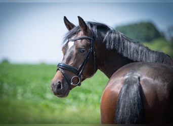Hanoverian, Gelding, 4 years, 16 hh, Bay-Dark