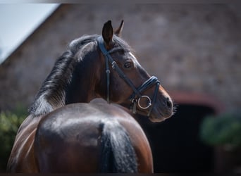 Hanoverian, Gelding, 4 years, 16 hh, Bay-Dark