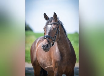 Hanoverian, Gelding, 4 years, 16 hh, Bay-Dark
