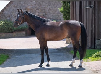 Hanoverian, Gelding, 4 years, 16 hh, Bay-Dark