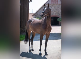 Hanoverian, Gelding, 4 years, 16 hh, Bay-Dark