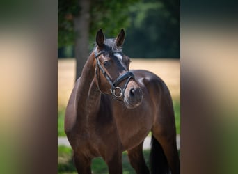 Hanoverian, Gelding, 4 years, 16 hh, Bay-Dark
