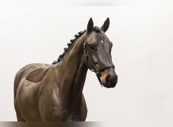 Hanoverian, Gelding, 4 years, 16 hh, Bay-Dark