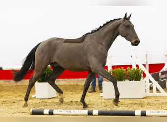 Hanoverian, Gelding, 4 years, 16 hh, Bay-Dark