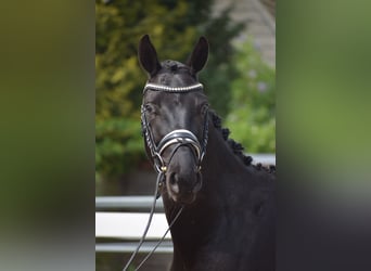 Hanoverian, Gelding, 4 years, 16 hh, Black