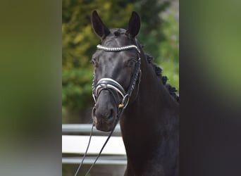 Hanoverian, Gelding, 4 years, 16 hh, Black