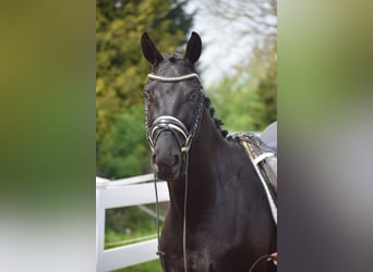 Hanoverian, Gelding, 4 years, 16 hh, Black