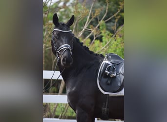 Hanoverian, Gelding, 4 years, 16 hh, Black