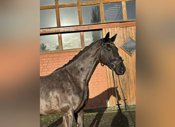 Hanoverian, Gelding, 4 years, 16 hh, Black