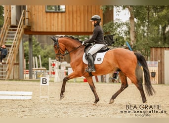 Hanoverian, Gelding, 4 years, 16 hh, Brown