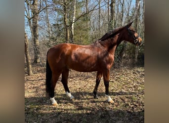 Hanoverian, Gelding, 4 years, 16 hh, Brown