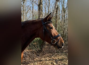Hanoverian, Gelding, 4 years, 16 hh, Brown