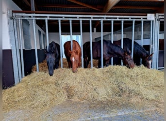 Hanoverian, Gelding, 4 years, 16 hh, Brown