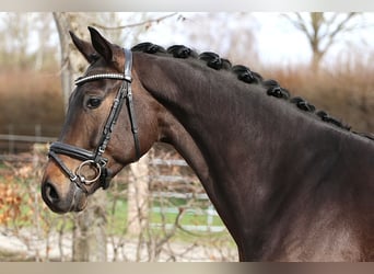 Hanoverian, Gelding, 4 years, 16 hh, Brown