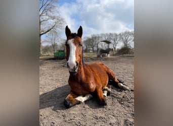 Hanoverian, Gelding, 4 years, 16 hh, Brown