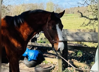 Hanoverian, Gelding, 4 years, 16 hh, Brown