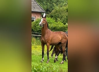 Hanoverian, Gelding, 4 years, 16 hh, Brown