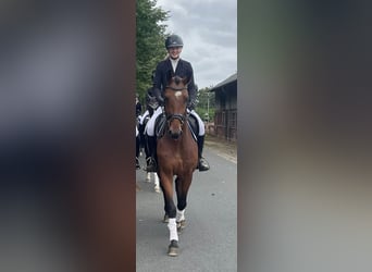 Hanoverian, Gelding, 4 years, 16 hh, Brown