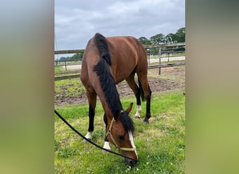 Hanoverian, Gelding, 4 years, 16 hh, Brown