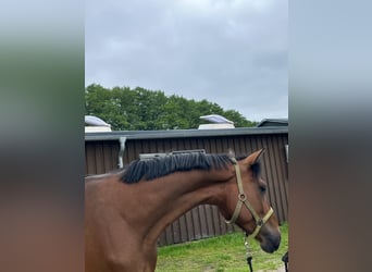 Hanoverian, Gelding, 4 years, 16 hh, Brown