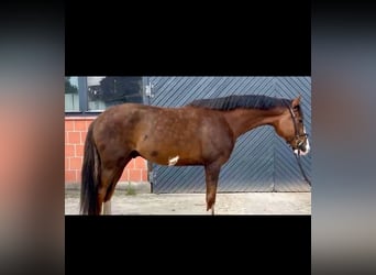 Hanoverian, Gelding, 4 years, 16 hh, Chestnut-Red