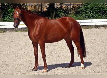 Hanoverian, Gelding, 4 years, 16 hh, Chestnut-Red