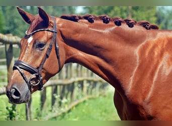 Hanoverian, Gelding, 4 years, 16 hh, Chestnut-Red