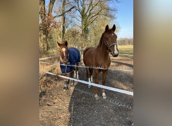 Hanoverian, Gelding, 4 years, 16 hh, Chestnut-Red