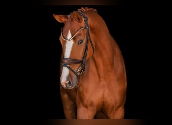 Hanoverian, Gelding, 4 years, 16 hh, Chestnut-Red