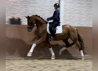 Hanoverian, Gelding, 4 years, 16 hh, Chestnut-Red