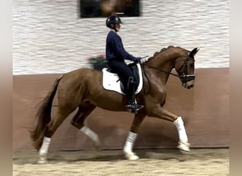 Hanoverian, Gelding, 4 years, 16 hh, Chestnut-Red