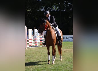 Hanoverian, Gelding, 4 years, 16 hh, Chestnut-Red