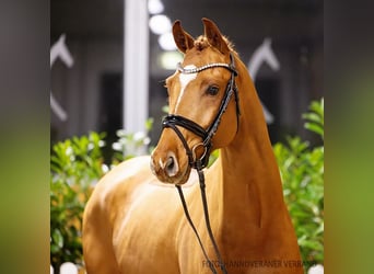 Hanoverian, Gelding, 4 years, 16 hh, Chestnut-Red